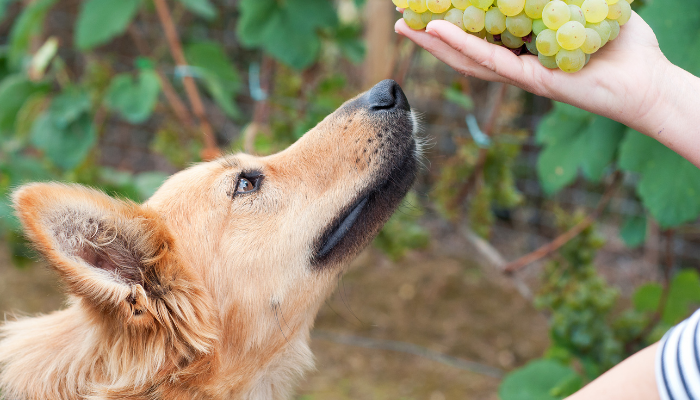 Comidas proibidas para cachorros - Saiba mais!