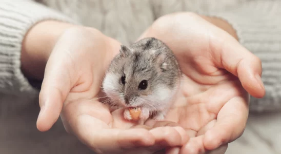 Como cuidar de hamster? Descubra agora!