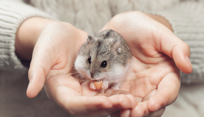 Como cuidar de hamster? Descubra agora!