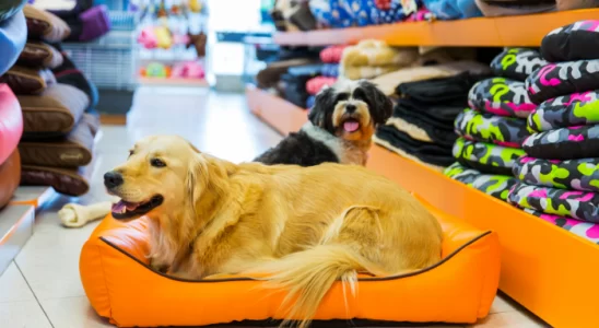 Como escolher o pet shop ideal - Confira as dicas!