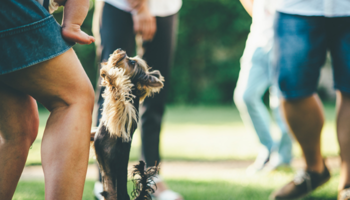 Comportamentos problemáticos de cães – 5 devem parar agora. Confira!