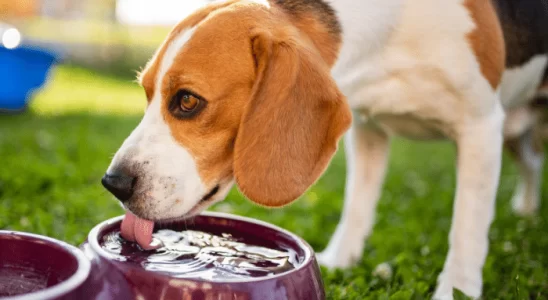 Cuidados com o pet no verão. Confira agora!