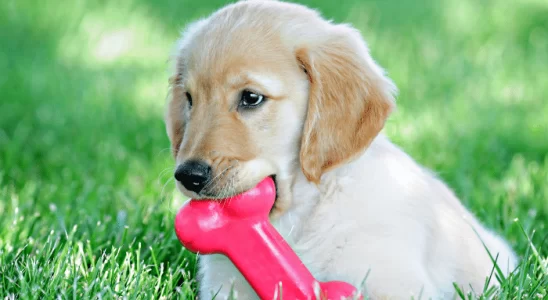 Cuidar dos dentes de um filhote de cachorro - Descubra como fazer!