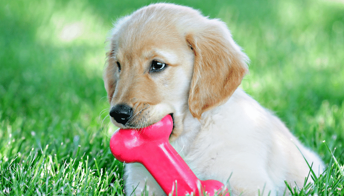 Cuidar dos dentes de um filhote de cachorro - Descubra como fazer!