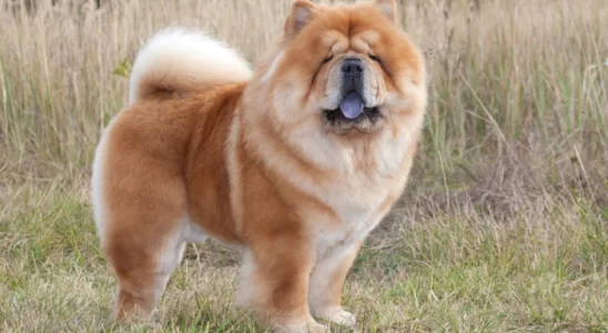 Curiosidades sobre o Chow Chow – Descubra as 5 principais!