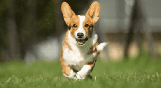 Deixar o pet feliz nas férias não é uma missão impossível!