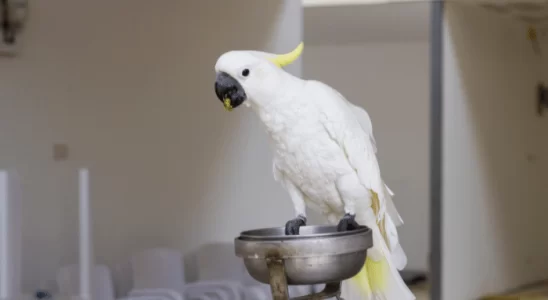 Diferenças entre cacatua e calopsita. Descubra agora!