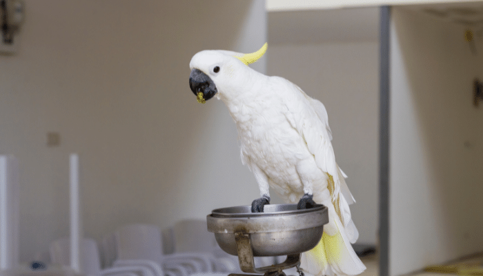 Diferenças entre cacatua e calopsita. Descubra agora!