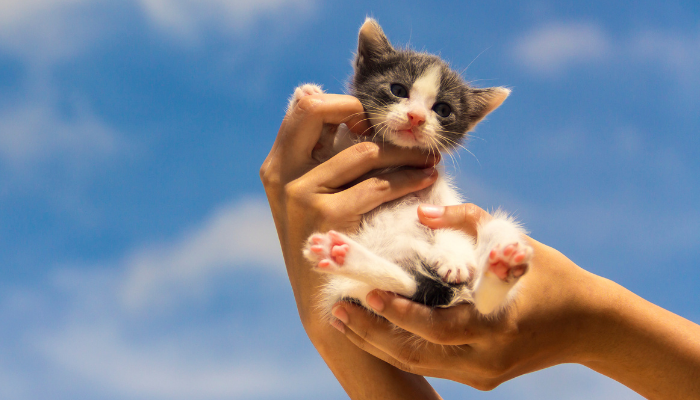 Escolher um gato – Como decidir-se pela melhor raça. Descubra agora!