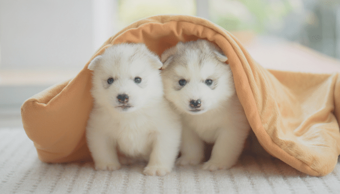 Fase de crescimento - Até que idade os cães crescem? Descubra agora!