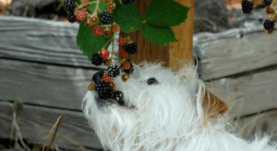 Frutas que os cães podem comer – Saiba agora quais são as 3 principais!