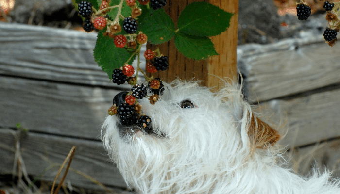 Frutas que os cães podem comer – Saiba agora quais são as 3 principais!