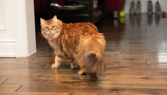 Gato Siberiano – Saiba tudo sobre este felino gigante!