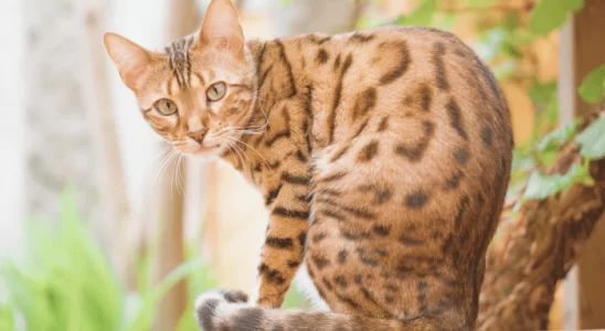 Gato de Bengala – Descubra mais sobre este felino carinhoso e silencioso!