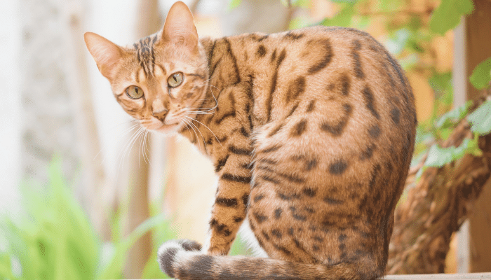 Gato de Bengala – Descubra mais sobre este felino carinhoso e silencioso!