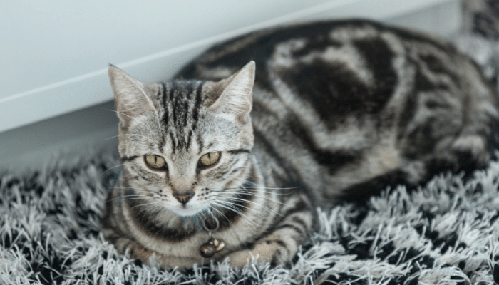 Gato de pelo curto americano – Saiba mais sobre a raça!