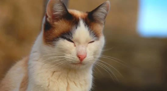 Gato dorme de olhos abertos - Por que ele faz isso? Confira!