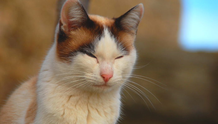 Gato dorme de olhos abertos - Por que ele faz isso? Confira!