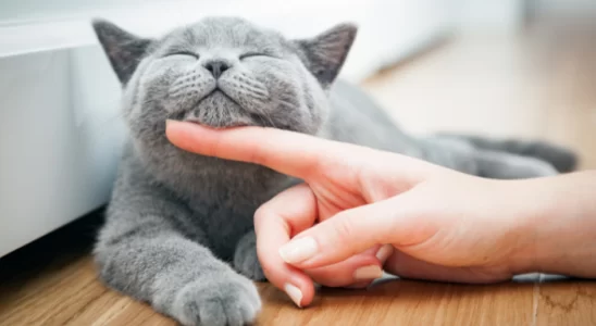 Gato feliz - Bons cuidados melhoram o relacionamento. Confira!