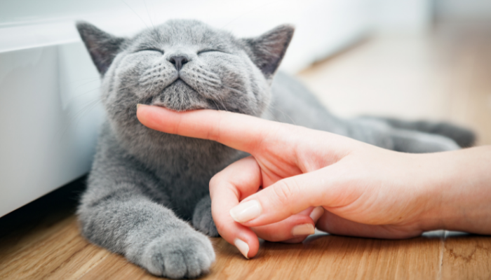 Gato feliz - Bons cuidados melhoram o relacionamento. Confira!