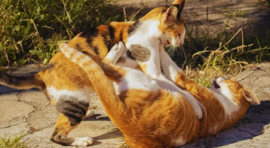 Gatos brigando. Como parar com isso? Descubra agora!