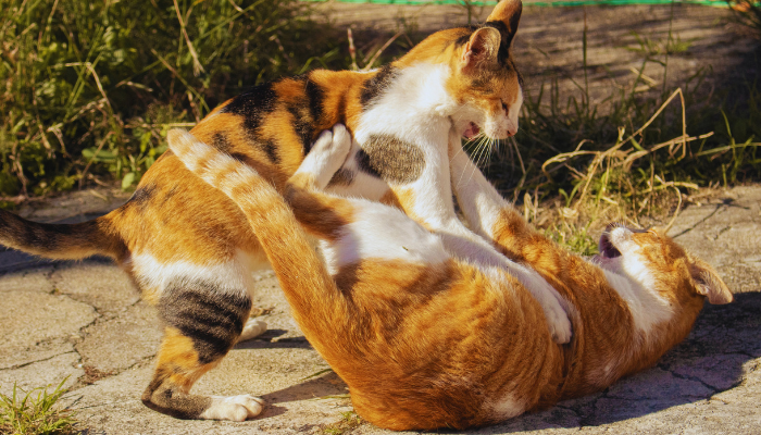 Gatos brigando. Como parar com isso? Descubra agora!