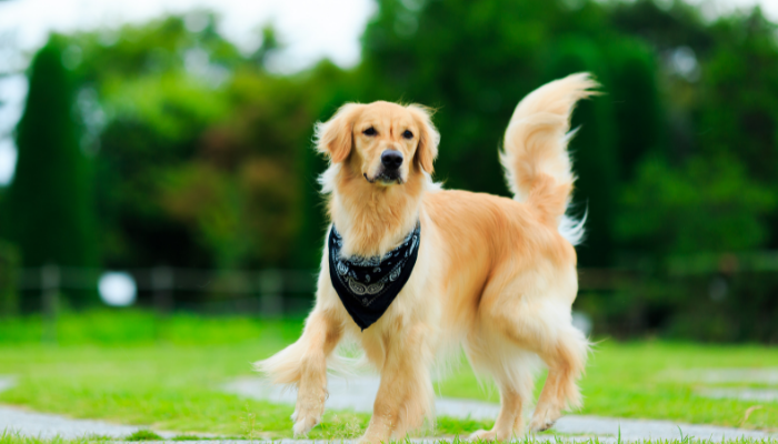 Golden Retriever - O que você precisa saber sobre esta raça? Confira!