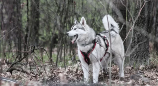 Husky Siberiano e Husky do Alasca – Descubra as principais diferenças!