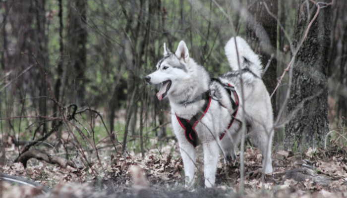 Husky Siberiano e Husky do Alasca – Descubra as principais diferenças!