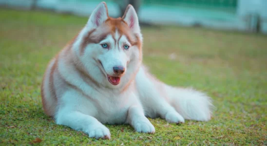 Husky Siberiano – Curiosidades sobre essa raça. Saiba mais!