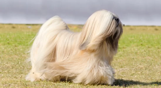 Lhasa Apso – Curiosidades sobre a raça. Descubra agora!