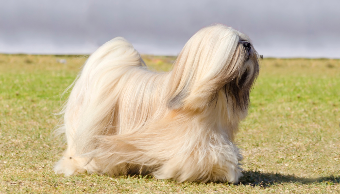 Lhasa Apso – Curiosidades sobre a raça. Descubra agora!