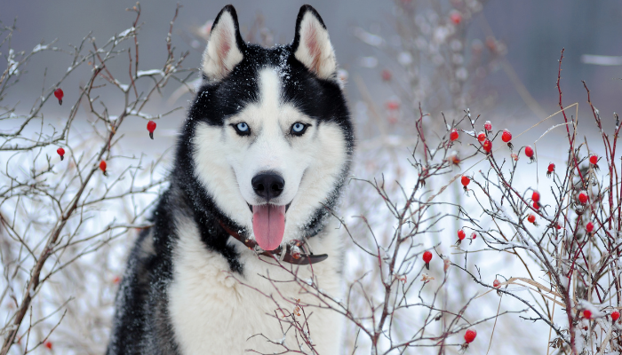 Malamute ou Husky – Como diferenciar estas raças? Descubra agora!