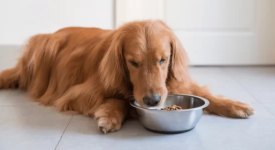 Melhor ração para o seu cachorro – Como escolher? Descubra agora!