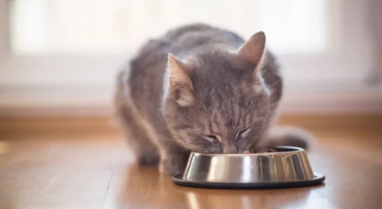 Melhor ração para o seu gato – Como escolher. Confira!