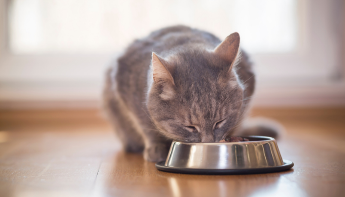 Melhor ração para o seu gato – Como escolher. Confira!