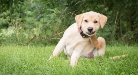 Pele seca em cães - Cuidados essenciais. Saiba mais!