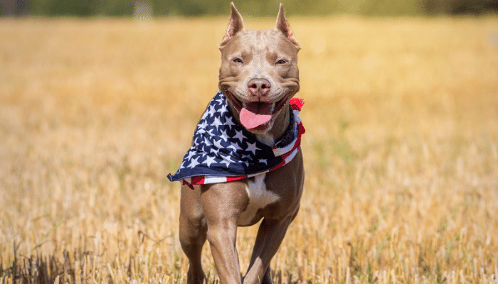 Pitbull – Pet sociável e que se adapta bem a qualquer ambiente. Confira!