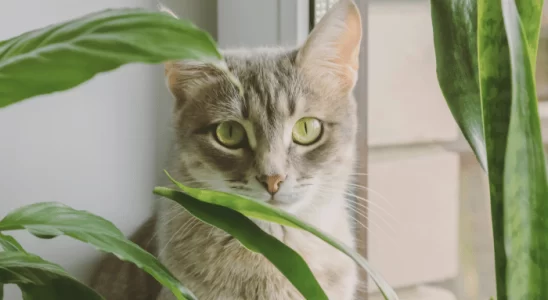 Plantas tóxicas para gatos – Você pode ter em casa. Confira!