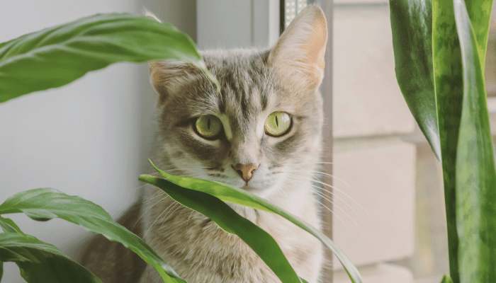 Plantas tóxicas para gatos – Você pode ter em casa. Confira!