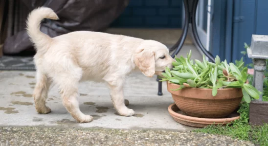 Plantas venenosas - Saiba quais são as mais letais para cães e gatos!