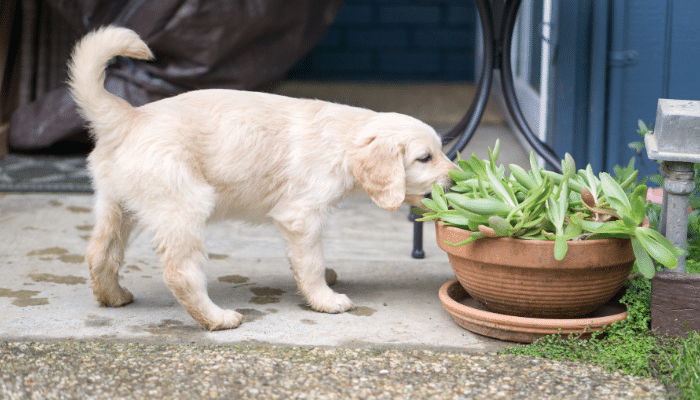 Plantas venenosas - Saiba quais são as mais letais para cães e gatos!