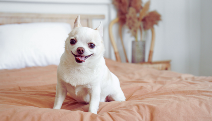 Principais hábitos do cachorro – Entenda o comportamento canino