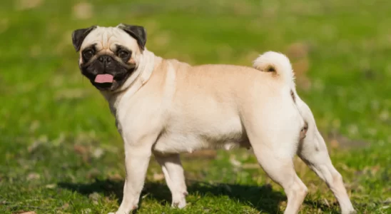 Pug – Saiba mais sobre esses cachorros inteligentes e companheiros!