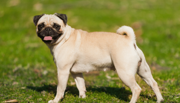 Pug – Saiba mais sobre esses cachorros inteligentes e companheiros!