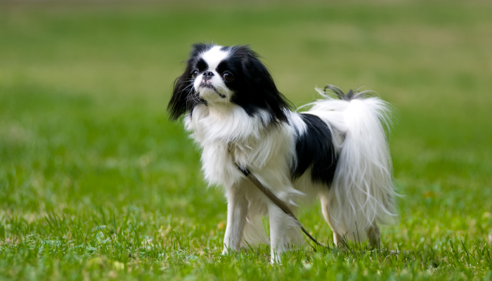 Queixo Japonês - Raças de cães japoneses: 3 das principais. Descubra agora!