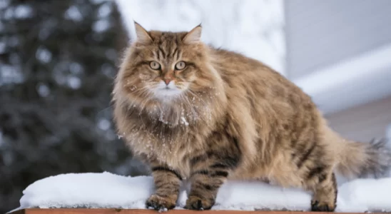 Raça de gato Siberiano - Saiba tudo sobre este gigante!