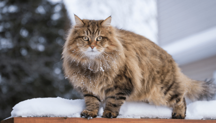 Raça de gato Siberiano - Saiba tudo sobre este gigante!