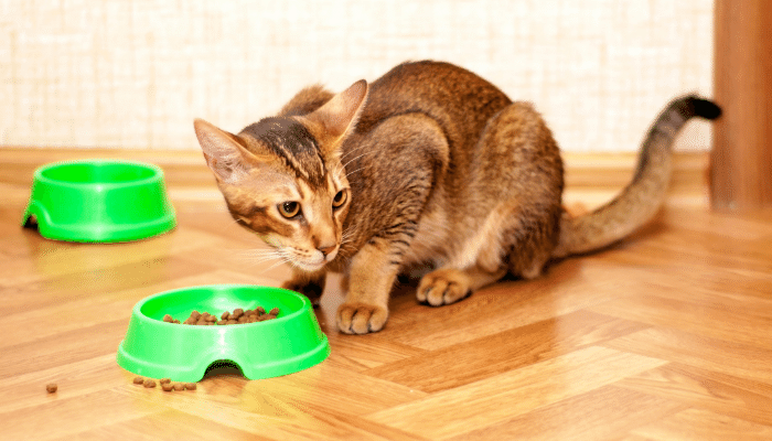 Ração para gato - Descubra quanto tempo dura 1 Kg