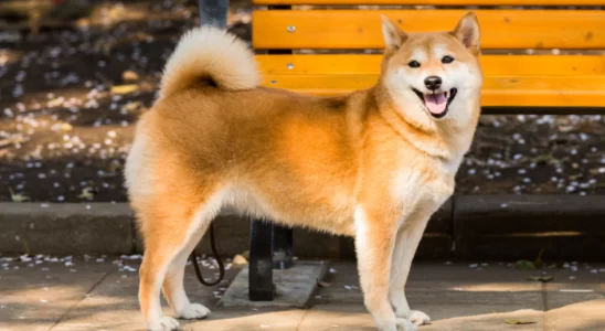 Raças de cães japoneses: 3 das principais. Descubra agora!